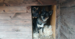 Siltākais risinājums dzīvniekiem ziemā.