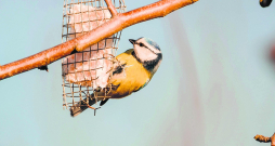 Zilzīlītei dos enerģiju nesālīts speķis. Lai to nenoēstu lielie putni, ēdamo der ielikt metāla sietā un iekarināt.