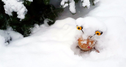 Pašreizējā sniega sega pasargā gan gliemežus, gan kukaiņus. Kukaiņu un ērču izsalšanai nepieciešams vismaz divu nedēļu ilgs kailsals un vismaz mīnus 20 grādu gaisa temperatūra.