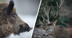 Pagarināta staltbriežu un mežacūku dzinējmedību sezona. Ilustratīvs attēls. Pagarināta staltbriežu un mežacūku dzinējmedību sezona. Ilustratīvs attēls.