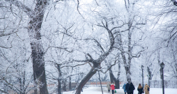 Ziemas ainava. Ziemas ainava.