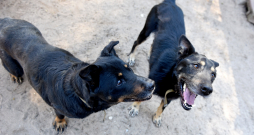 Suņi. Ilustratīvs attēls. Suņi. Ilustratīvs attēls.