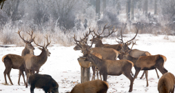 Brieži piebarošanas vietā. Brieži piebarošanas vietā.