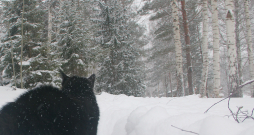 Kaķis ziemas ainavā.