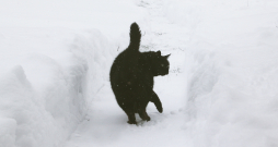 Kaķis ziemas ainavā.