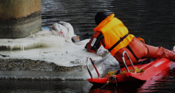 Gulbja glābšanas operācija Bolderājā.