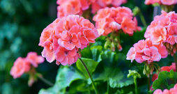 Februārī sētās pelargonijas uzzied vasaras sākumā. Februārī sētās pelargonijas uzzied vasaras sākumā.