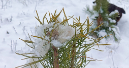Priedes galotnes aizsardzība ar aitas vilnu.