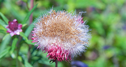 Sēklas ievāc sausā laikā, kad ziedkopas noziedējušas un kļuvušas brūnas un sausas.
