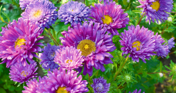 Asteres dod priekšroku saulainai vietai un labi drenētai, trūdvielām bagātai, bet ne pārāk smagai augsnei.