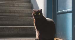 Iespējams, kaķa saimnieki dzīvo turpat kaimiņos.