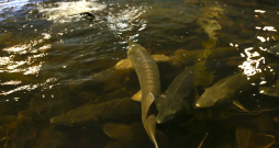 Stores zivjaudzētavā. Ilustratīvs attēls. Stores zivjaudzētavā. Ilustratīvs attēls.