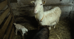Karalkinu ģimenes saimniecībā nesen piedzimuši seši kazlēni. Karalkinu ģimenes saimniecībā nesen piedzimuši seši kazlēni.