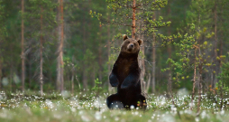 Lācis atstāj smaržu uz kokiem, iezīmējot teritoriju. Tādās vietās var ievākt vilnu DNS pētījumiem.