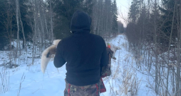 Bojāgājušo suni no meža iznes uz rokām. Bojāgājušo suni no meža iznes uz rokām.