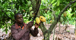 Neskatoties uz augstām kakao cenām biržā, kakao pupiņu audzētāji ir izmisumā zemo pupiņu iepirkuma cenu dēļ. Tirgus mehānismi darbojas tā, ka ne vienmēr augstas lauksaimniecības preču cenas biržā nozīmē augstus ienākumus to audzētājiem. Neskatoties uz augstām kakao cenām biržā, kakao pupiņu audzētāji ir izmisumā zemo pupiņu iepirkuma cenu dēļ. Tirgus mehānismi darbojas tā, ka ne vienmēr augstas lauksaimniecības preču cenas biržā nozīmē augstus ienākumus to audzētājiem.