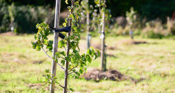 Attālums starp augļukokiem lielākoties atkarīgs no izmantotā potcelma.