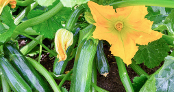 Ziedēšanas un augļu veidošanās laikā kabači noteikti jālaista. Ziedēšanas un augļu veidošanās laikā kabači noteikti jālaista.