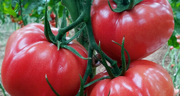 ‘Pink Panther F1’ – agri, ļoti garšīgi aveņkrāsas tomāti.