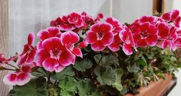 Pelargonijas biežāk pavairo ar spraudeņiem nekā no sēklām, tomēr arī tas nav sarežģīti.