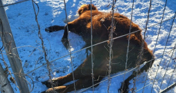 Pārtikas un veterinārais dienests Tabores pagastā no saimniecības izņem 95 liellopus.