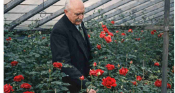 Jūlijs Rībelis savā rožu siltumnīcā. Žurnāls “Atpūta”, Nr. 291
(30.05.1930.). Attēls digitāli apstrādāts un kolorēts.