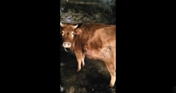 Pārtikas un veterinārais dienests no kādas saimniecības Augšdaugavas novada Tabores pagastā izņēmis 95 dažāda vecuma liellopus.