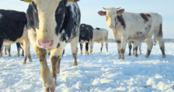 Ganāmpulks ziemā. Ilustratīvs attēls.