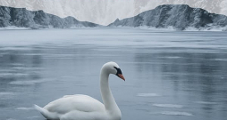 Valsts ugunsdzēsības un glābšanas dienests sociālajos tīklos raksta: "Tas, ka gulbis atrodas uz ūdenstilpes ledus, nenozīmē, ka viņš ir iesalis. Gulbji parasti tur vienkārši sēž. Aicinām – pirms zvana veikšanas uz 112, pavēro putnu! Gulbji spēj vairākas stundas nekustīgi atrasties uz ledus. Pavērojot putnu ilgāku laiku, visticamāk, pamanīsi, ka gulbis spēj kustēties. Uz 112 kontaktu centru zvani tikai tad, ja tam ir pamatots iemesls. Piemēram, gulbim ir redzams ievainojums. Ja rodas aizdomas, ka gulbis ir bezspēcīgā stāvoklī, tad vispirms zvani Latvijas savvaļas putnu palīdzības biedrībai "Drauga spārns" (tālr. 29420665) vai Latvijas Ornitoloģijas biedrībai (tālr. 67221580), lai konsultētos par savu novērojumu."