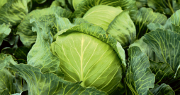 Kāpostu lauks. Ilustratīvs attēls.