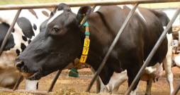 Piena govis. Piena govis.