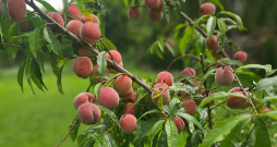 Jāizvēlas vietējiem apstākļiem piemērotas šķirnes.