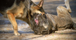 Pirms vainot notikušajā vilkus, ir vērts noskaidrot, vai tas tiešām tā ir bijis.