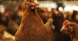 Vistas uzņēmuma kūtī. 