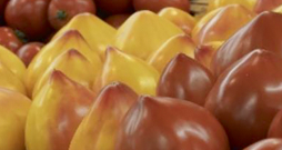 Jaunā tomātu šķirne 'Flamansun'. Jaunā tomātu šķirne 'Flamansun'.