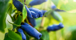 Ja pavasarī sausseržiem trūkst mitruma, ogas var kļūt rūgtas.