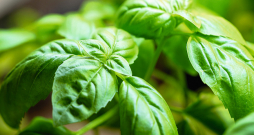 Klasiskais zaļais baziliks.