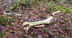 Mežā joprojām atrodami izmētāti brieža kauli.