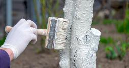 Koku kaļķošana. Koku kaļķošana.