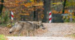 Konflikti visbiežāk notiek vilku teritorijās, pie apdzīvotām vietām, ganību tuvumā vai medību laikā. Konflikti visbiežāk notiek vilku teritorijās, pie apdzīvotām vietām, ganību tuvumā vai medību laikā.
