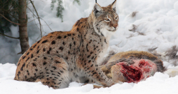 Lūšu galvenā barība ir stirnas, taču tie barojas arī ar zaķiem, putniem un bebriem. Tomēr ar to nepietiek, lai mazuļi izaugtu spēcīgi un veseli.