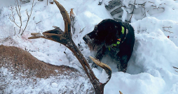 Bullis veiksmīgi atrasts un nomedīts.