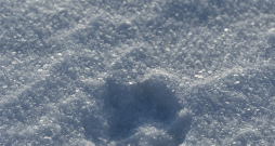 Vilka pēdu nospiedumi sniegā: vilks iet taisnā līnijā atšķirībā no suņa, kura pēdu josla ir zigzaga veidā.