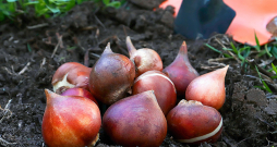 Pavasarī sīpolus stāda, tiklīdz augsne ir apstrādājama. Pavasarī sīpolus stāda, tiklīdz augsne ir apstrādājama.