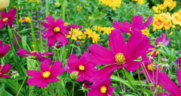 Kosmejas zied no vasaras vidus līdz pat rudenim.