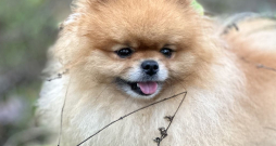 Smaidīgs, draudzīgs un vienmēr gatavs iepazīties ar jauniem draugiem – gan cilvēkiem, gan arī citiem suņiem.