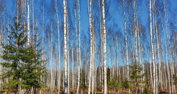 Dabiski atjaunojusies izkopta bērzu audze.