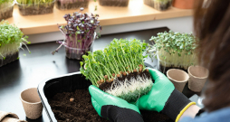 Mikrozaļumi viskraukšķīgākie ir, kad izauguši 5–7 cm gari.