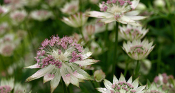 Astrancija. Astrancija.