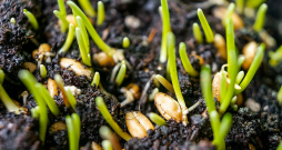 Vienas graudu šķirnes izveidei vajag 10 līdz 12 gadus, kopējiem naudas ieguldījumiem sasniedzot vienu miljonu eiro. Vienas graudu šķirnes izveidei vajag 10 līdz 12 gadus, kopējiem naudas ieguldījumiem sasniedzot vienu miljonu eiro.